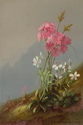 Flores de montaña